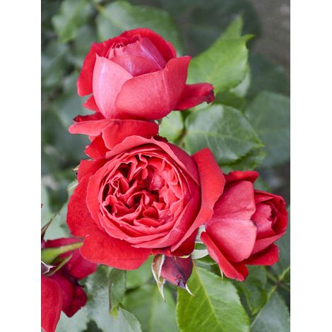 Rosier moderne 'Ruban Rouge' Pot de 4L/5L (1/2)