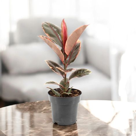 Gardenaria Ficus elastica 'Belize' - Pianta da interno ornamentale - Altezza: 55 cm (vaso 17)