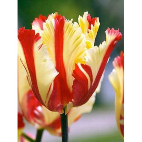Tulipe perroquet 'Flaming Parrot' Bulbe calibre 11+ (par 6) (1/2)