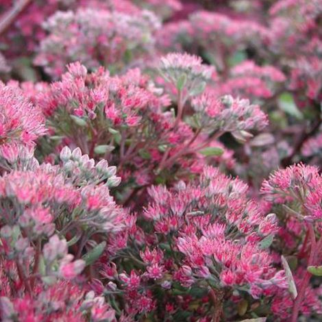 4 x Orpin 'Ruby Glow' 'Robustum' (= - godet 9x9 cm