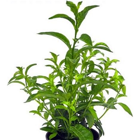 Planta Galan de Noche. Aroma de Noche. en Maceta de 14 Cm