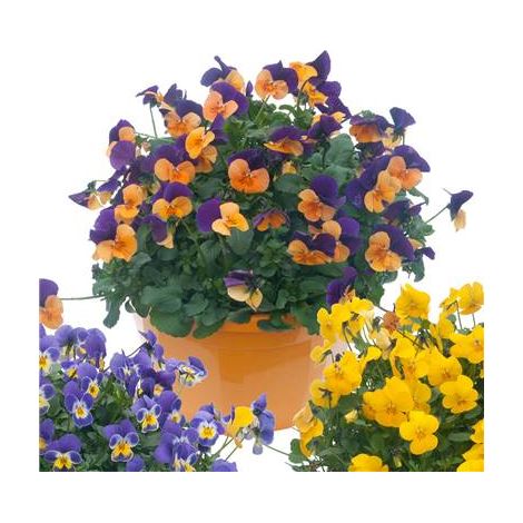 PENSEE VIOLA CORNUTA - 0.3 G - GRAINES DE FLEURS