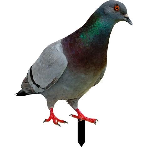 Taubenstatue zur Dekoration des Gartens – Tierfigur für Rasen- und Blumenbeetgestaltung, handbemalt, wetterfest & dekorativ (1/5)