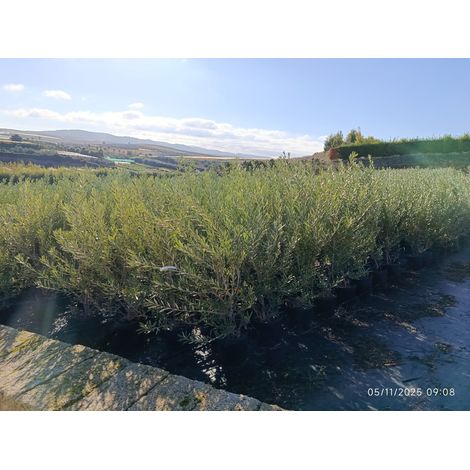 OLEA EUROPAEA TOUFFE 24 CYPRES Lt.6.5 (1/4)