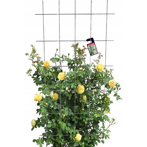 KADAX Enrejado de Jardín para Flores y Plantas Trepadoras 75x150 (1/5)