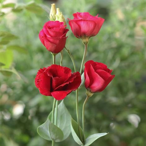 2500 graines de lisianthus rouge - Floraison originale et colorée, facile à cultiver, idéal pour jardin et pots décoratifs (1/4)