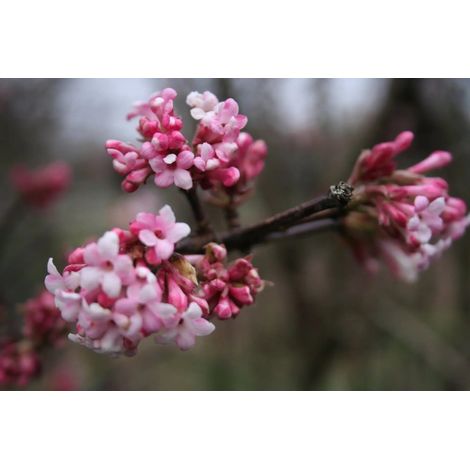 Gardenaria Viburno - Viburnum 'Bodnantense Dawn' - Arbusto ornamentale da giardino - Altezza: 50/70 cm (vaso19) (1/4)