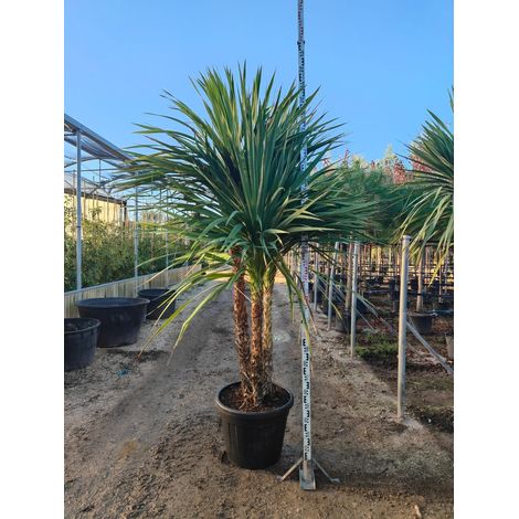 Cordyline Australis Multitronc Pot 70 cm Persistante (1/5)