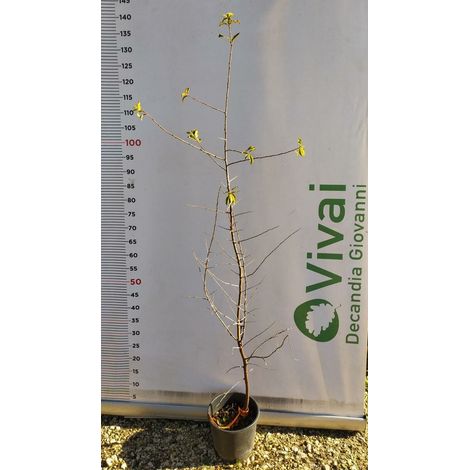 PIANTA DI PRUNUS SPINOSA IN VASO 18 CM (foto reale) PRUGNOLO SELVATICO