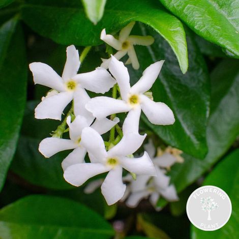 Jasmin de Toscane (Trachelospermum jasminoides) - Blanc - Plante grimpante - Plante de jardin - Rustique - Persistant - Hauteur : 50-70 cm - Pot de 15 cm (1/5)