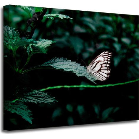 Leinwanddruck Natur Schmetterling auf einem Blatt 50x40 cm