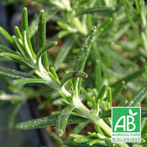 Romarin officinalis Boule BIO/Lot de 3 godets