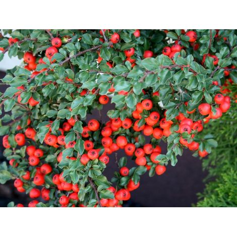 1 PIANTA DI COTONEASTER CORAL BEAUTY VASO 12CM SEMPREVERDE TAPPEZZANTE