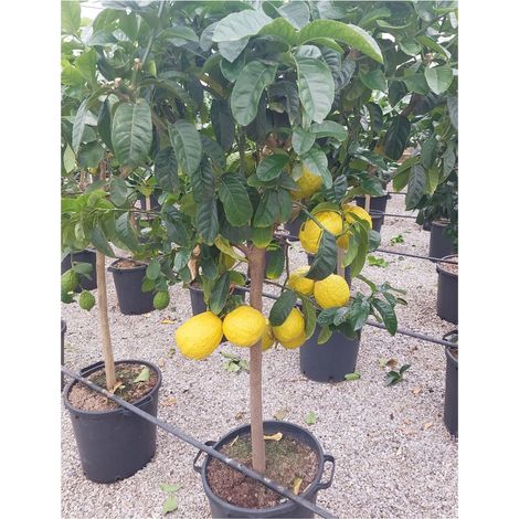 Gardenaria Cedro - Citrus medica - Pianta di agrume da frutto in vaso - Altezza: 70/80 cm (vaso 22) (1/5)