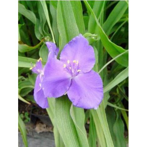 Ephémère de Virginie 'Zwanenburg Blue' Godet de 8/9 cm (1/2)