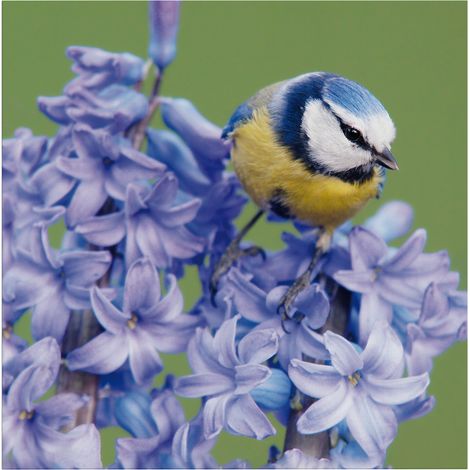 Art for the Home Outdooor Leinwandbild - Vogel - 50x50cm