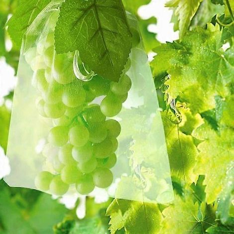 Filiyano-Sacs de protection pour grappes de raisin - 100 sacs en filet - Dimensions : 30 x 20 cm - Vert (1/3)