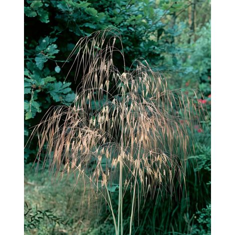 Gardenaria Stipa gigantea - Graminacea ornamentale da esterno - Altezza: 40 cm (vaso 17) (1/2)
