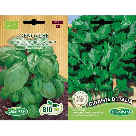 Graines Basilic GENOVESE (1/4)