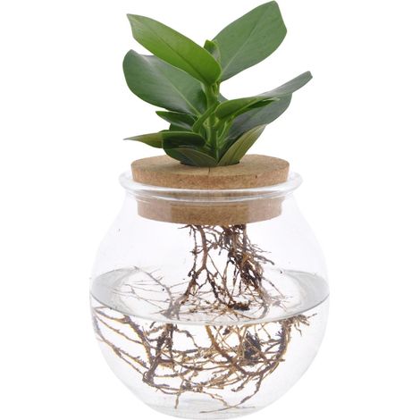 Plante Verte Clusia en Hydroponie dans un Vase en Verre avec Bouchon en Liège Ø12 cm H30 cm - PANGIVO (1/4)