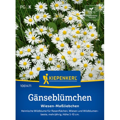 Kiepenkerl Saatgut Gänseblümchen Wiesen-Maßliebchen für ca. 3-5 m² (1/2)