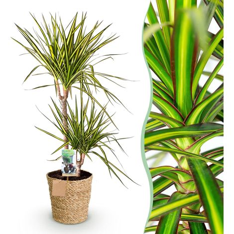 Dracaena Sunray Plante d'Intérieur Arbre à Dragon avec Panier Vert et Jaune Pot Ø21cm 90-100cm - PANGIVO (1/5)