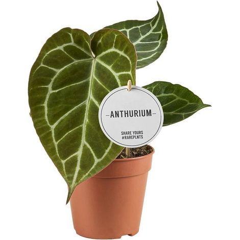 Anthurium Crystallinum plante d’intérieur feuillage décoratif vert panaché pot 12 cm hauteur 20 cm - PANGIVO