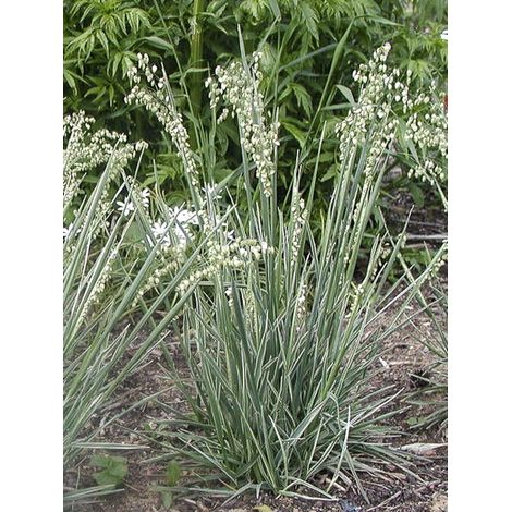 Amourette panachée 'Zitterzebra' Pot de 1L/1,5L