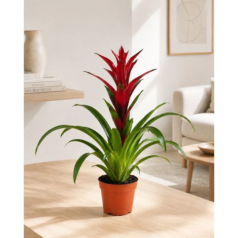Gardenaria Guzmania 'Switch' - Pianta da interno ornamentale - Altezza: 60 cm (vaso 13) (1/3)