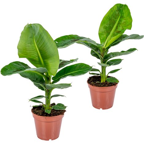 Bloomique - Lot de 2 - Musa Dwarf Cavendish - Bananier d’intérieur - Plantes d’intérieur - Dépolluantes - Sans danger pour les animaux - Hauteur 60-70 cm - Pot 17 cm