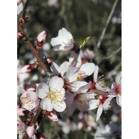 Prunus dulcis (Almond) 4 talee/cuttings bianco/white