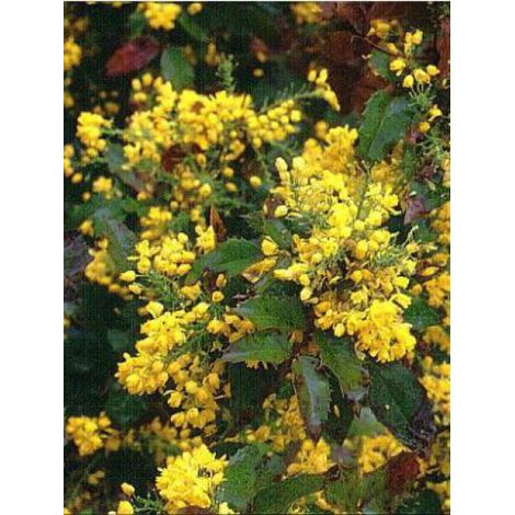 Mahonia à feuilles de houx 'Apollo' Pot de 2L/3L