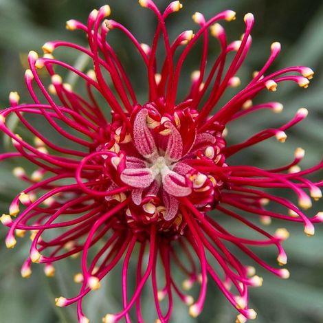 Grévilléa à feuilles de genévrier, Grevillea/Pot de 7,5L - 40/60 cm (1/2)