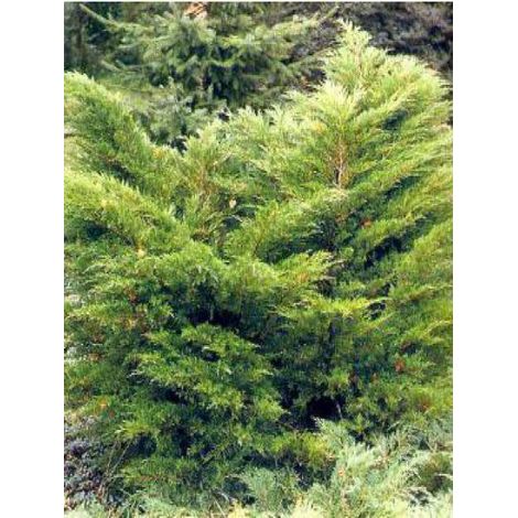 Genévrier 'Mint Julep' Godet de 8/9 cm