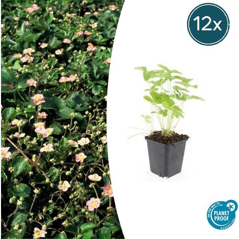 Fraisier des Bois Fragaria vesca Plante Vivace Couvre-sol Jardin Bordure Lot de 12 (1/5)