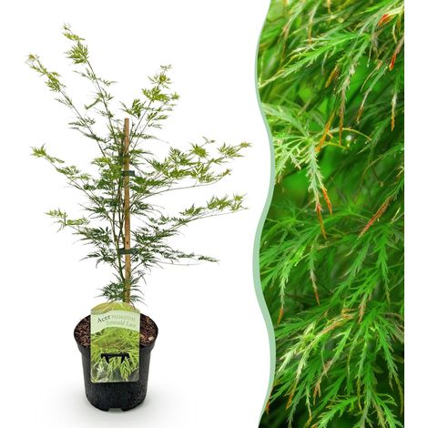 Érable Japonais Acer Palmatum Emerald Lace Vert - Plante de Terrasse et Jardin - Pot 19cm H70cm - PANGIVO (1/5)