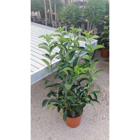 N. 10 PIANTE DI VIBURNO LUCIDO altezza 70/80 cm siepe (foto reale) vaso 24 cm