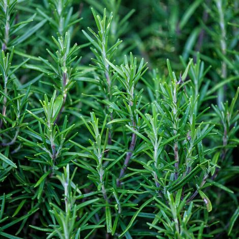 Graines de romarin 1000 - Herbes aromatiques - Plante vivace - Romarin comestible - Pour la culture sur balcon et dans le jardin (1/5)