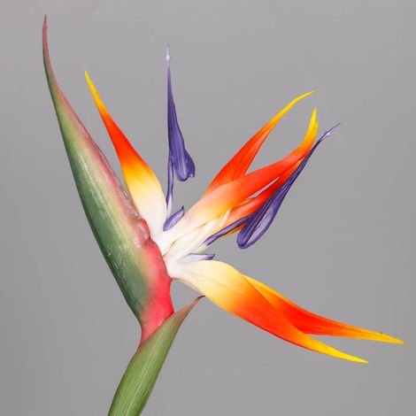 Lot hautes qualités oiseau de paradis artificiel en PVC souple, grande taille jaune 94cm, idéal pour pot et compositions florales (pliable pour expédition) (1/5)