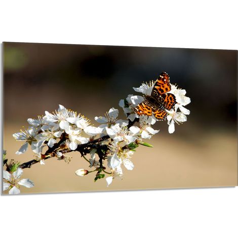 Glasschutzplatte für den Herd 80x52 Pflaume (1/5)