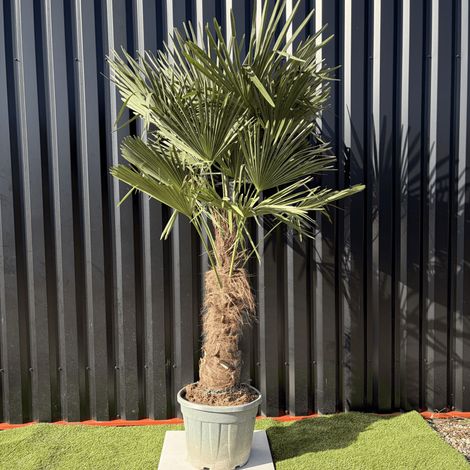 Palmier Trachycarpus Fortunei Tronc De 50/60 Cm, H.180 Cm Pot 35 Litres
