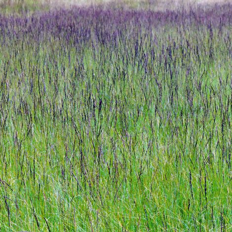 Molinie bleue Moorhexe' - Molinia caerulea Moorhexe' pot 3L (1/2)