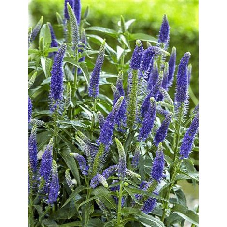 Véronique à longues feuilles 'First Glory' Pot de 2L/3L (1/2)