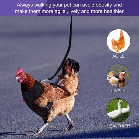 Harnais réglable pour poule avec laisse, gilet respirant pour poule avec ceinture assortie de 1,1 m, corde de traction pour l'entraînement extérieur des animaux de compagnie (canard, oie), bleu, taill (1/4)