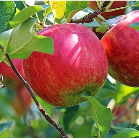 PIANTA DA FRUTTO MELO SUMMER RED in vaso 20 età 2/3 anni (foto reali)