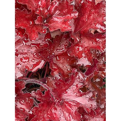 Heuchère 'Forever Red' Pot de 1,5L/2L
