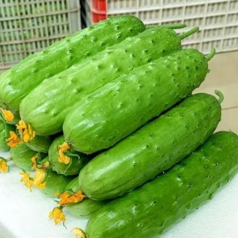 Gurkensamen (200 Stück) – Süße Sorte – Gemüsegarten