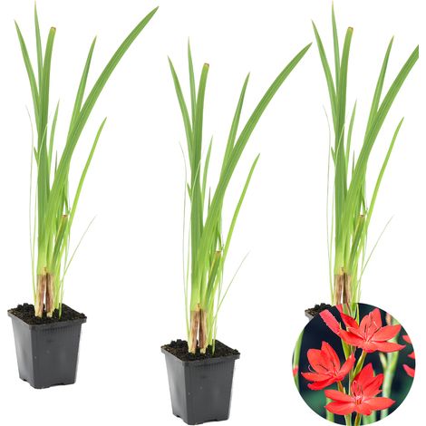 Bloomique - Lot de 3 - Schizostylis Coccinea - Lys des Cafres rouge - Glaïeul des marais - Plantes de bassin - Plantes aquatiques - Rustique - Hauteur 10-20 cm - Pot 9 cm