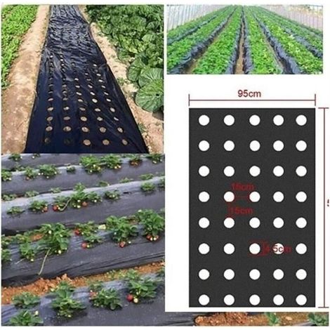 Toile de paillage en plastique noir pour jardin - Membrane PE - Bâche de sol avec trous de plantation - Film plastique pour potager (1/4)