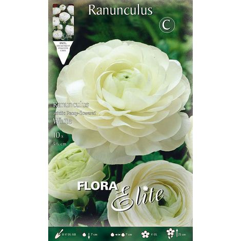 RANUNCOLO ASIATIC BIANCO (CONFEZIONE DA 10 BULBI)